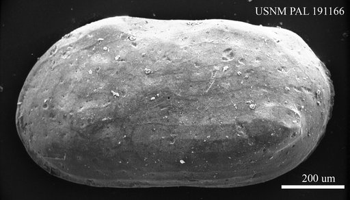 Basslerites sp.