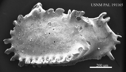 Pterygocythereis sp