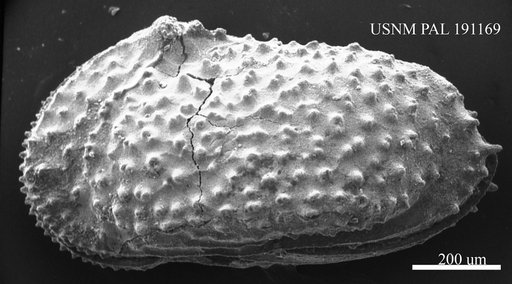 Echinocythereis sp