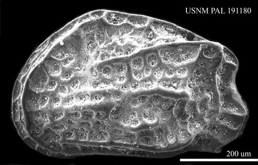 Genus indet. sp. indet.