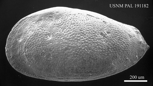 Genus indet. sp. indet.
