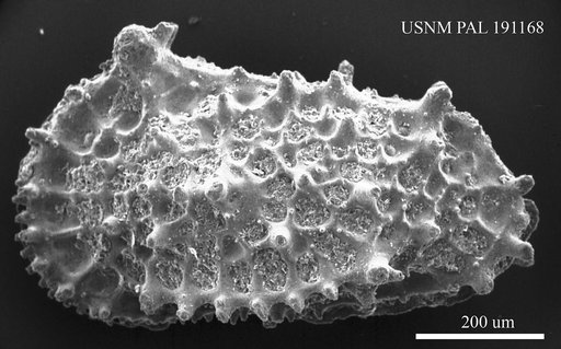 Genus indet. sp. indet.