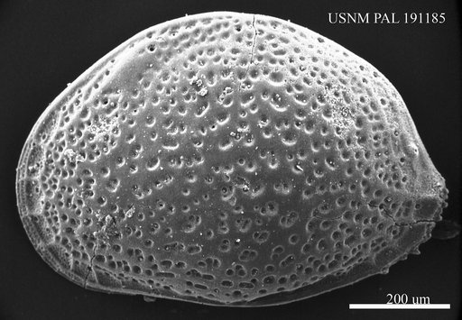 Aurila sp.