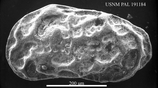 Genus indet. sp. indet.