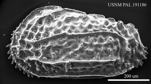 Falunia sp.