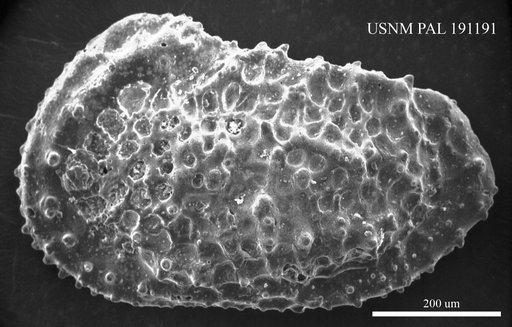 Actinocythereis ? stenzeli (Stephenson, 1946)