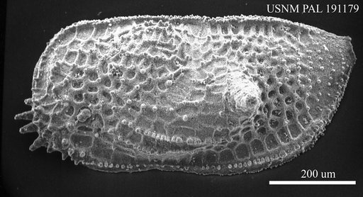 Monoceratina sp.