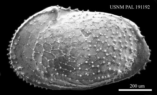 Echinocythereis sp
