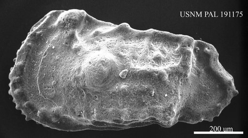 Cythereis sp.