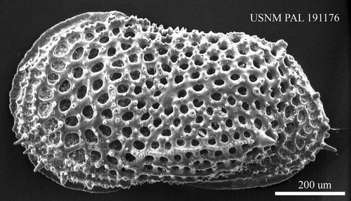 Oxycythereis sp. Benson, 1974
