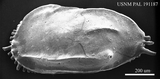 Ruggieria sp.