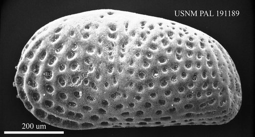Cytheridea acuminata Bosquet, 1852