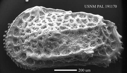 Quasibradleya sp