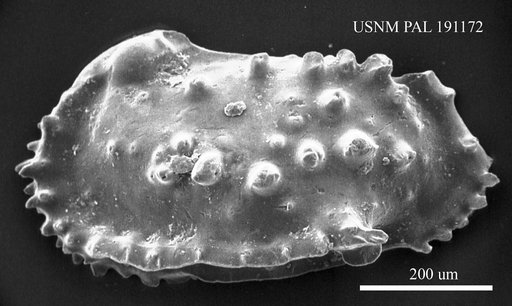 Genus indet. sp. indet.