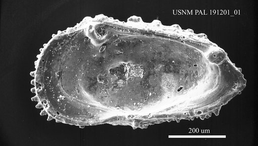 Acanthocythereis howei Huff, 1970