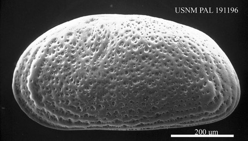 Hemicyprideis montosa (Jones & Sherborn, 1889)