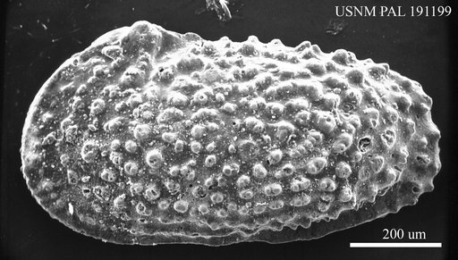 Echinocythereis scabra (Muenster, 1830)