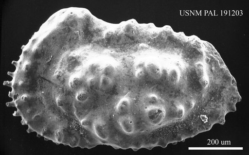 Actinocythereis purii Huff, 1970