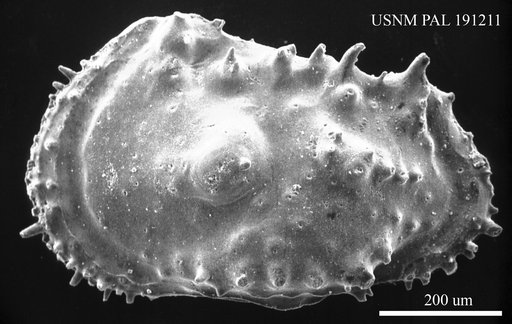 Genus indet. sp. indet.