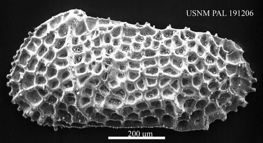 Genus indet. sp. indet.