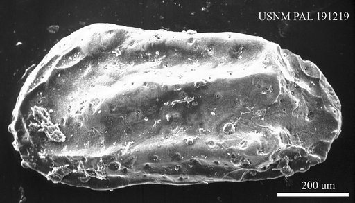Genus indet. sp. indet.