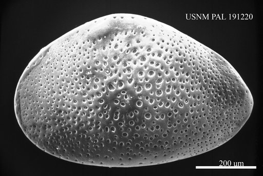 Genus indet. sp. indet.