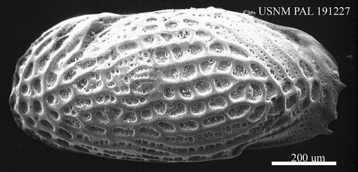 Leguminocythereis sp.