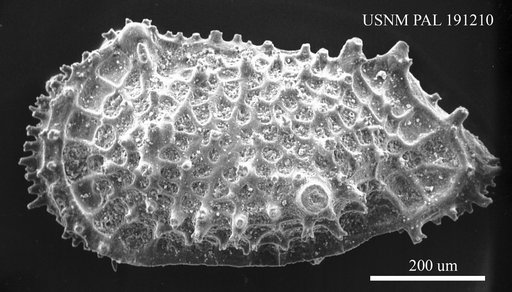 Genus indet. sp. indet.