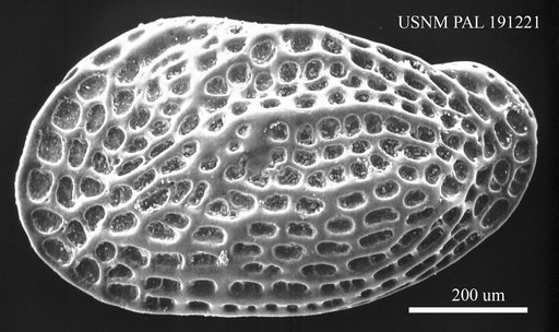 Genus indet. sp. indet.