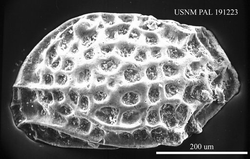 Eucytherura sp.