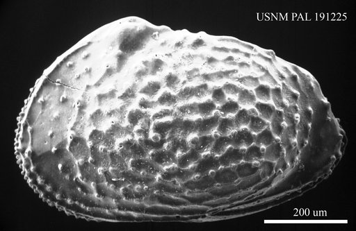 Echinocythereis sp