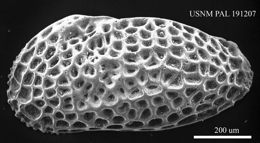 Genus indet. sp. indet.