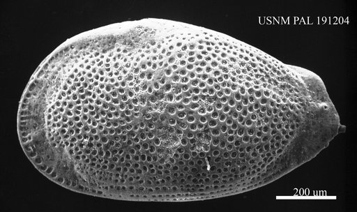 Protobuntonia numidica Grekoff, 1954