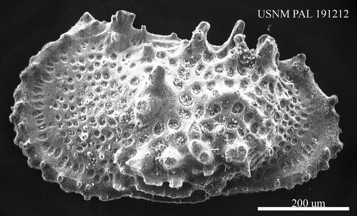 Genus indet. sp. indet.