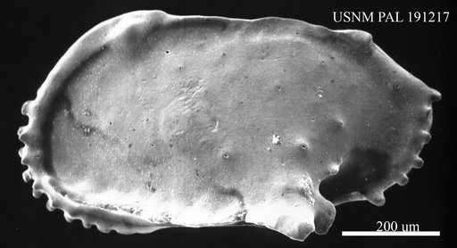 Pterygocythere sp.