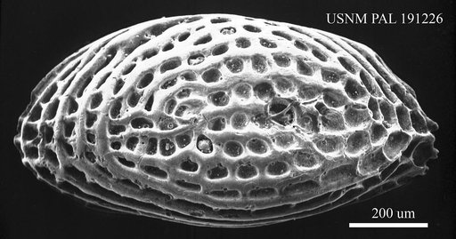 Leguminocythereis sp.