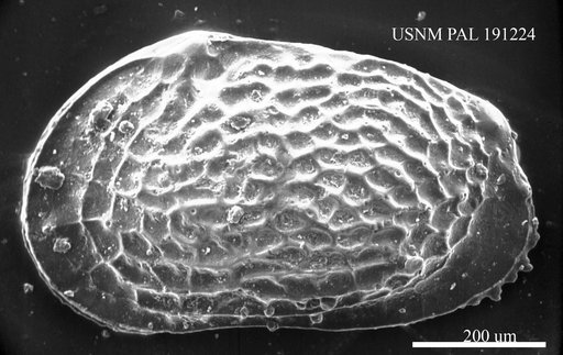 Echinocythereis sp