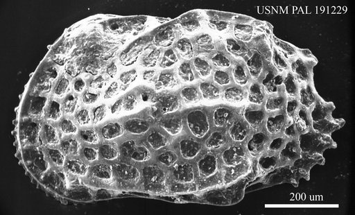 Quadracythere apostolescui Ducasse, 1964