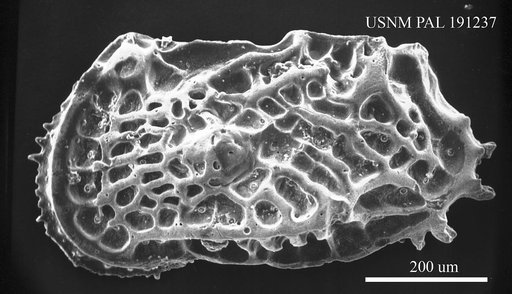 Hornibrookella sp.