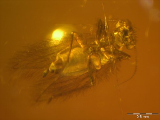 Amber Collection