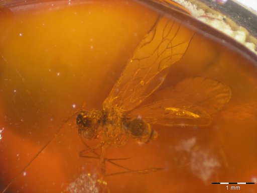 Amber Collection