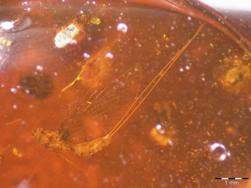 Amber Collection