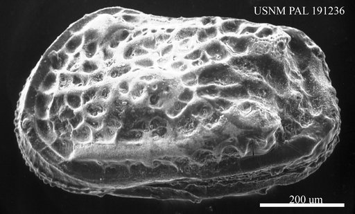 Cythere trachypora Jones, 1857