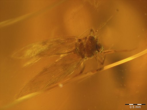 Amber Collection
