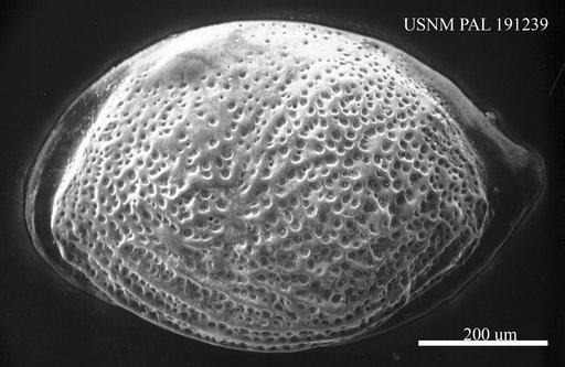 Eocytheropteron sp