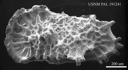 Cythereis sp.