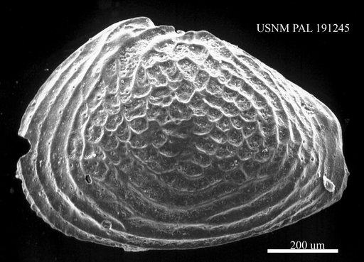 Rabilimis mirabilis (Brady, 1868)