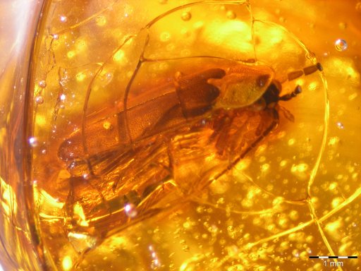 Amber Collection