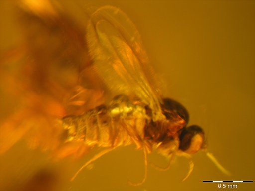 Amber Collection