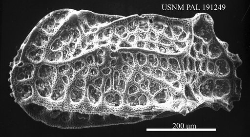 Genus indet. sp. indet.